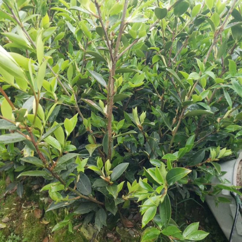 油茶苗。白花软枝嫁接油茶苗高产量的油茶品种