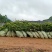 油茶苗。白花软枝嫁接油茶苗高产量的油茶品种