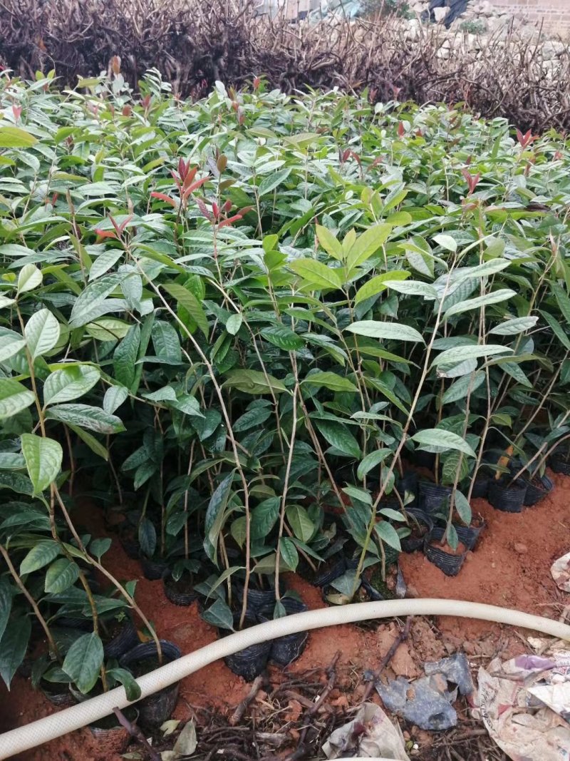 油茶苗。白花软枝嫁接油茶苗高产量的油茶品种