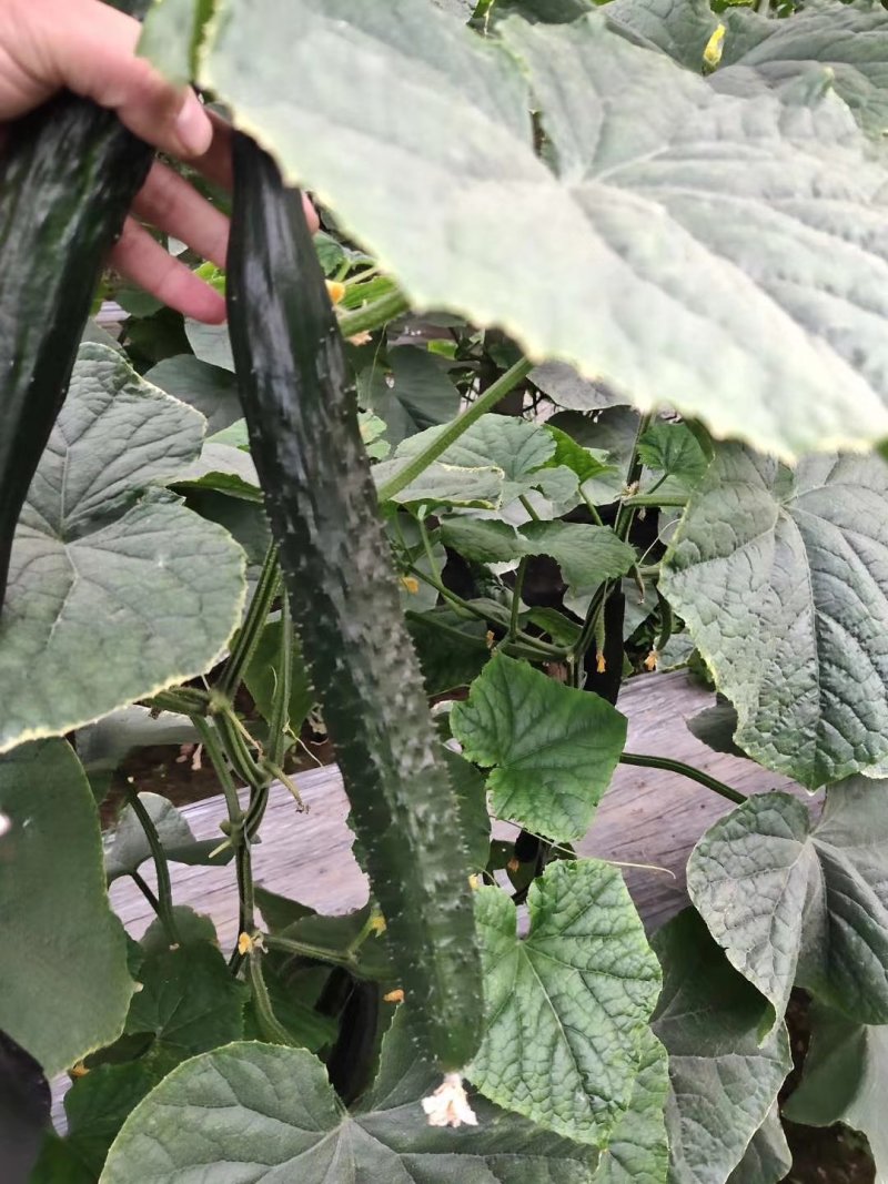 黄瓜