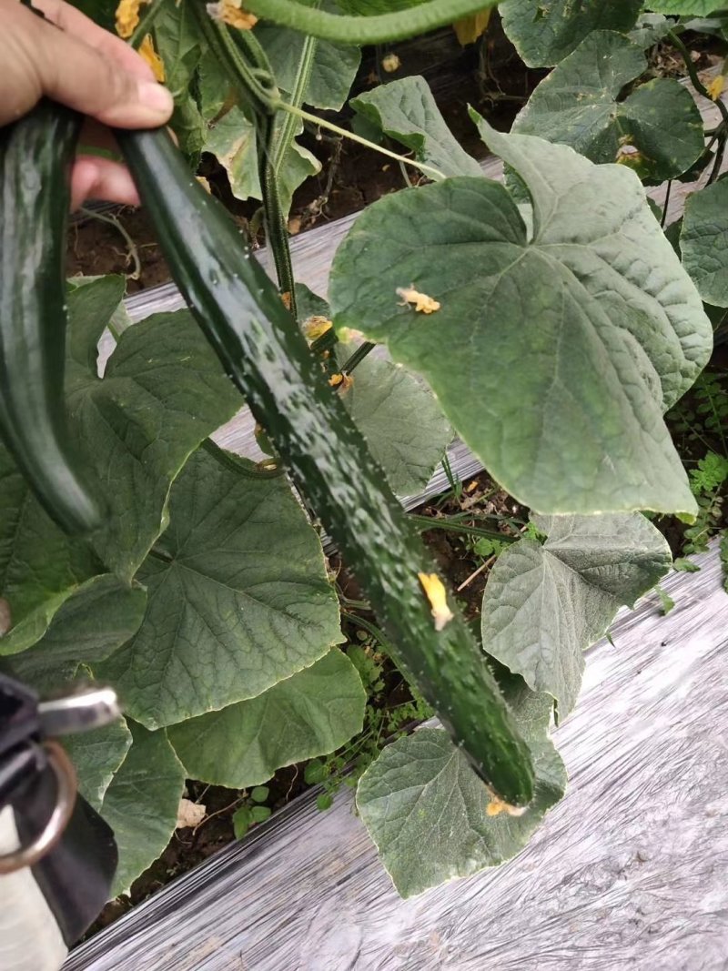 黄瓜