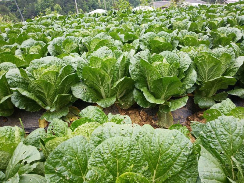 白菜，精品大白菜，品质优