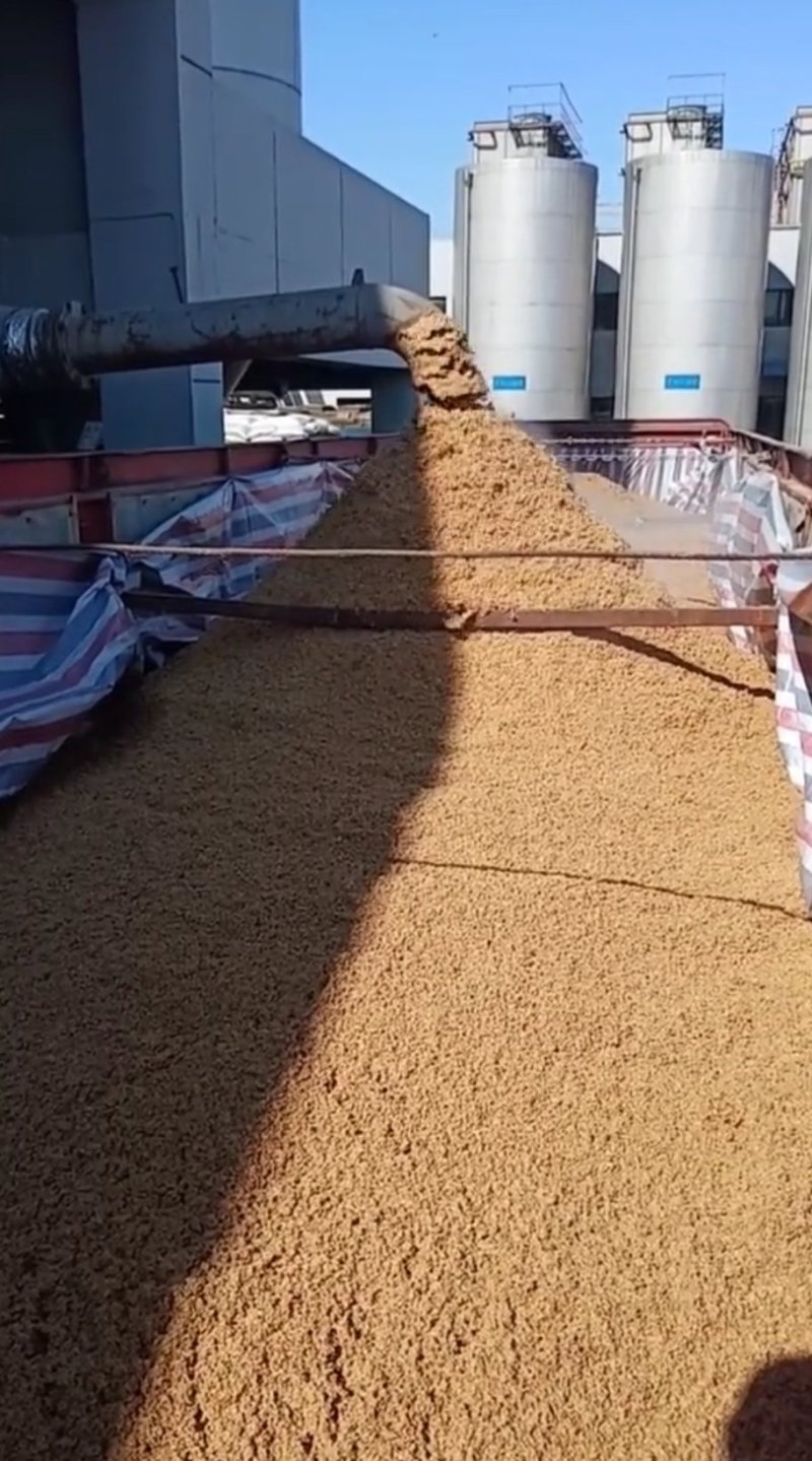 新鲜啤酒糟养殖好饲料蛋白26