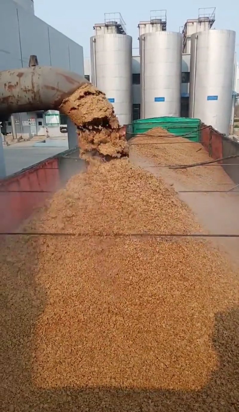 新鲜啤酒糟养殖好饲料蛋白26