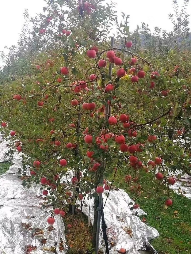 中秋黄金苹果树，懒人苹果，，甜苹果。中秋黄金苹果苗