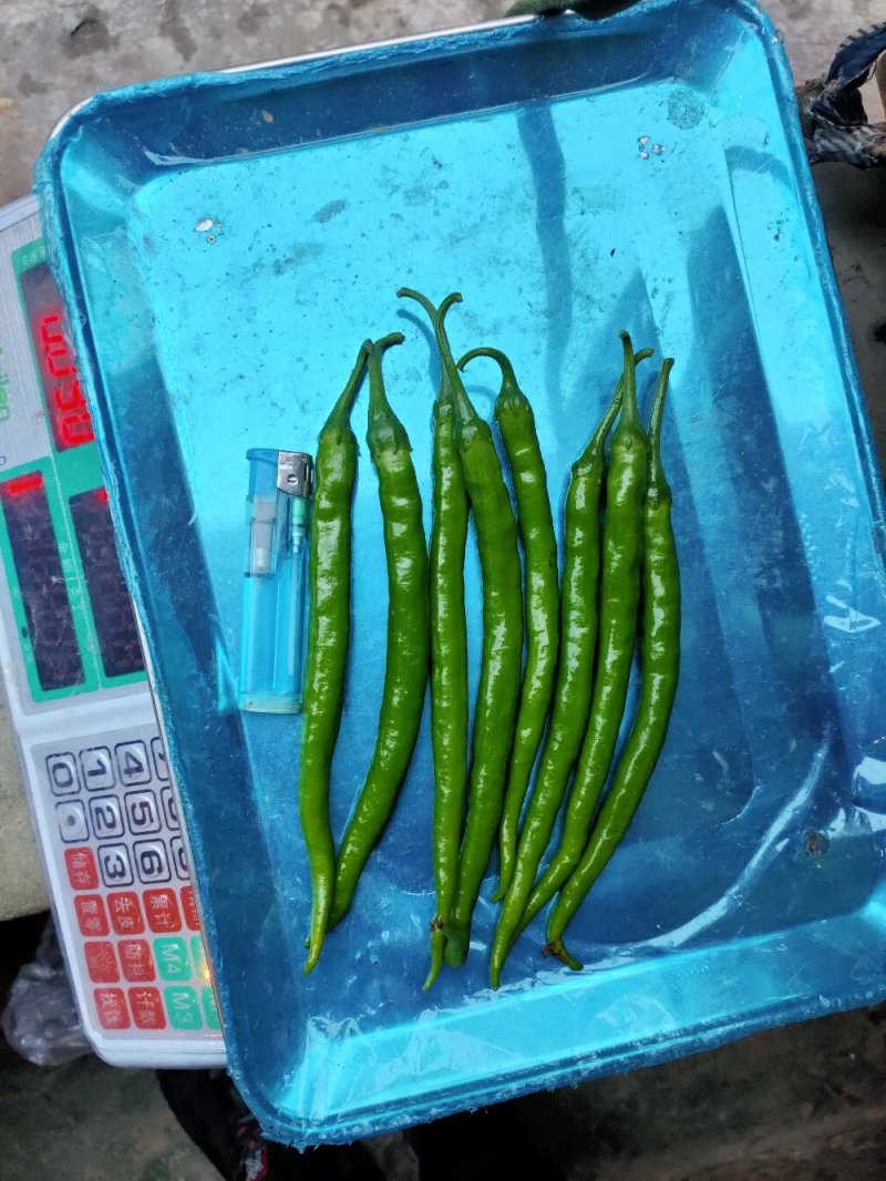 二荆条辣椒厚皮