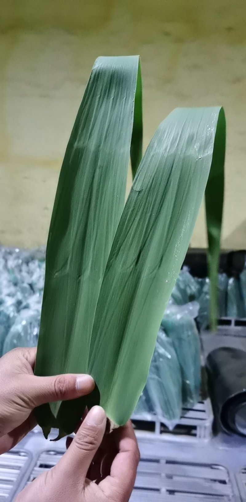 粽叶（芦苇叶）端午节前大量供应批发，欢迎全国批发商联系订