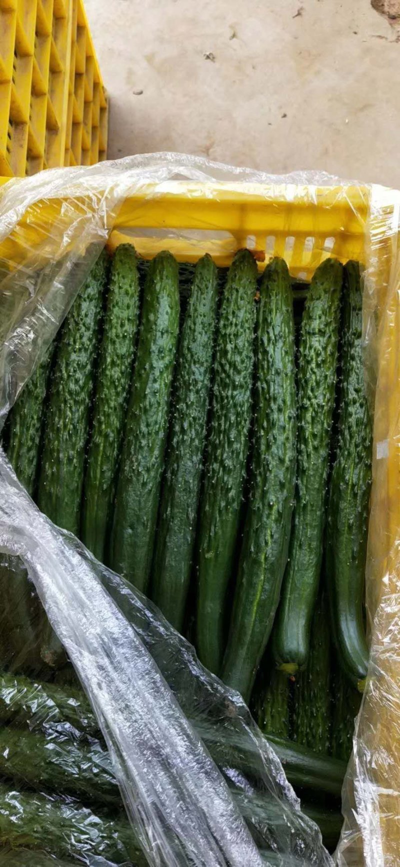 高陵区黄瓜大量上市，都是顶花带刺，有普瓜，有油瓜。