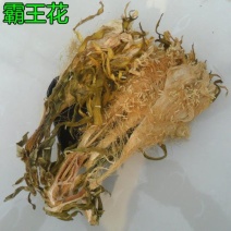 霸王花，常年批发供应冷背中药材霸王花量大从优