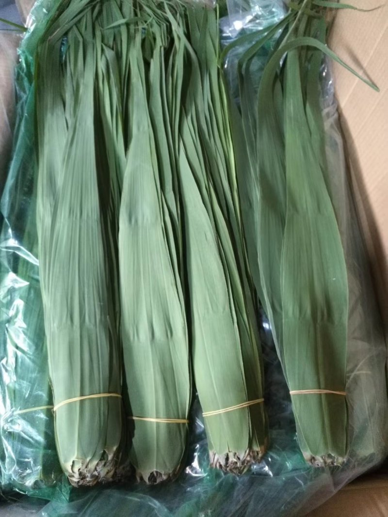 粽叶（芦苇叶）端午节前大量供应批发，欢迎全国批发商联系订