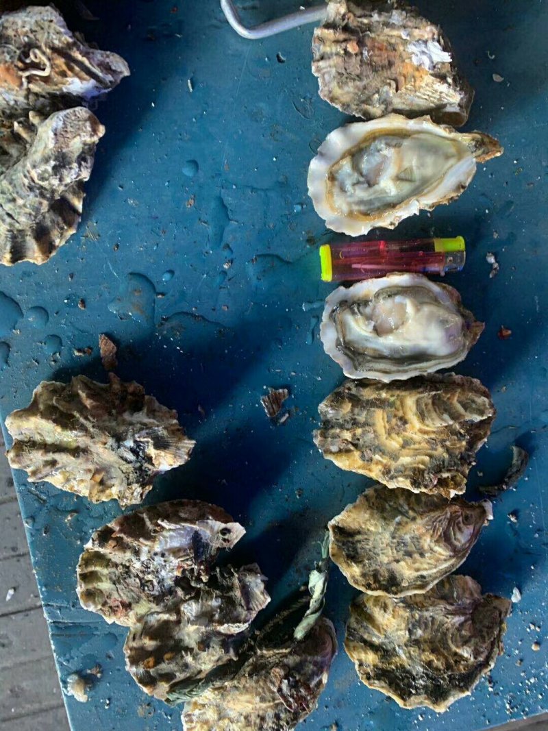 生蚝，牡蛎，大连生蚝，二倍体生蚝，机器分拣规格全