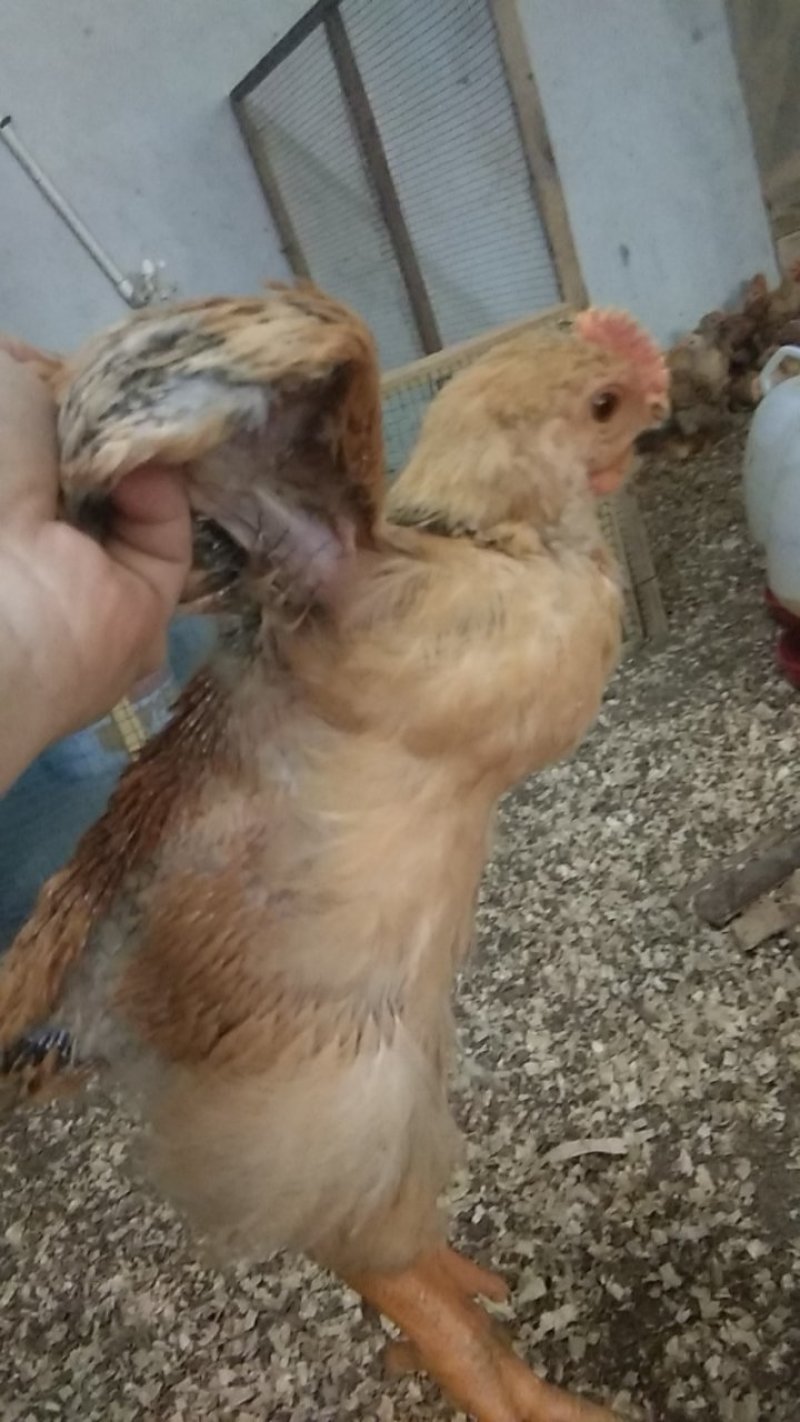 K9鸡苗，已脱温，鸡苗漂亮，好养，