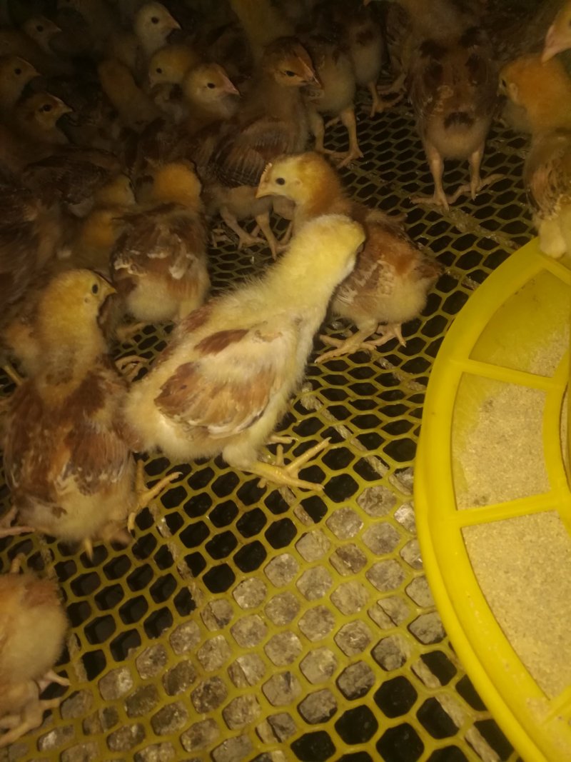 黄麻半斤以上