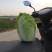 河北定州蔬菜基地黄心大白菜大量上市