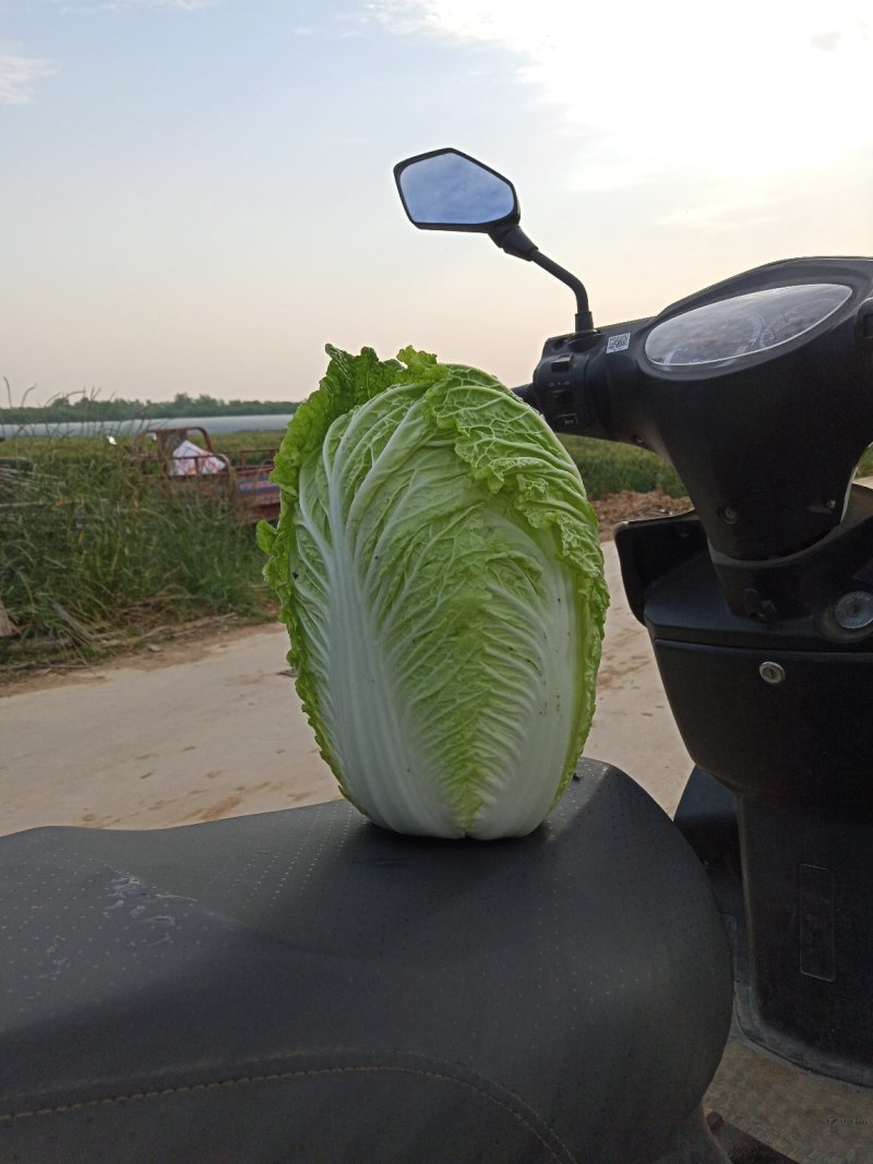河北定州蔬菜基地黄心大白菜大量上市