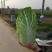 河北定州蔬菜基地黄心大白菜大量上市