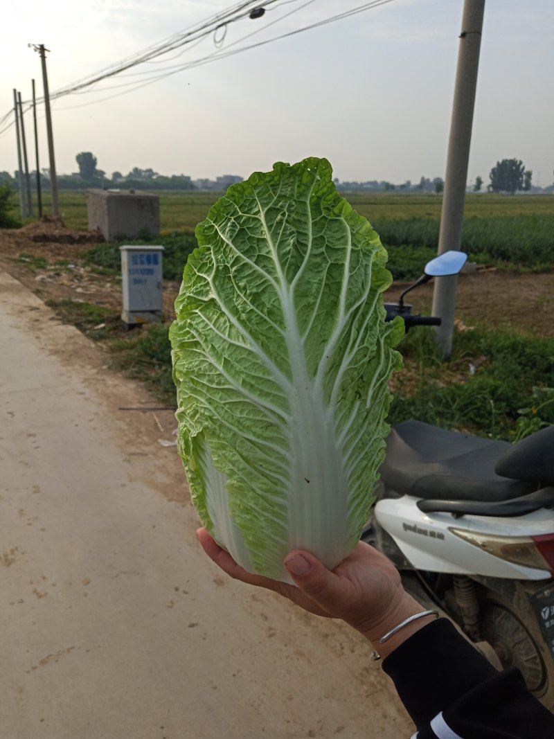 河北定州蔬菜基地黄心大白菜大量上市