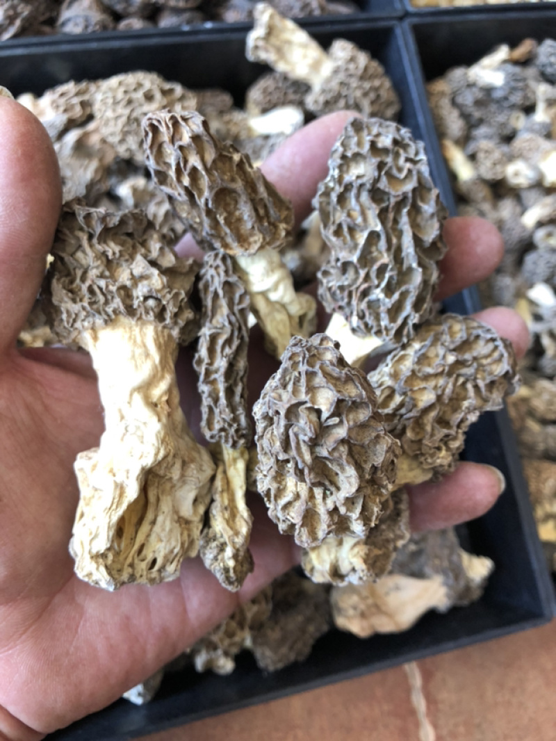 承德野生羊肚菌，自然凉干，手工挑拣。