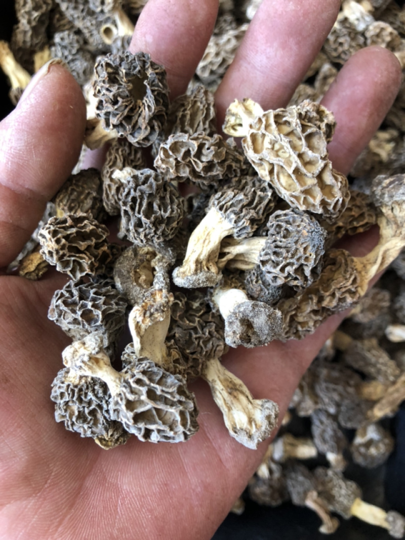 承德野生羊肚菌，自然凉干，手工挑拣。