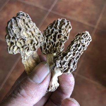 承德野生羊肚菌，自然凉干，手工挑拣。