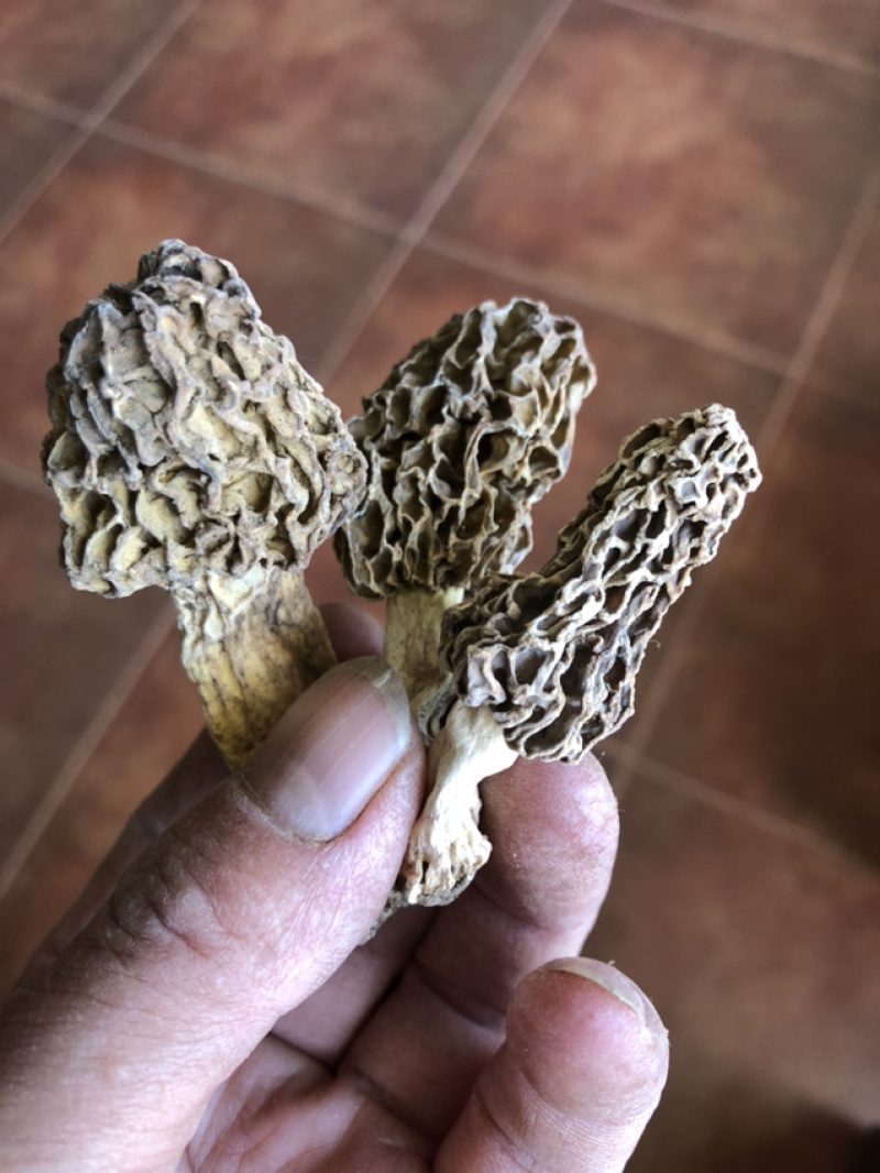 承德野生羊肚菌，自然凉干，手工挑拣。
