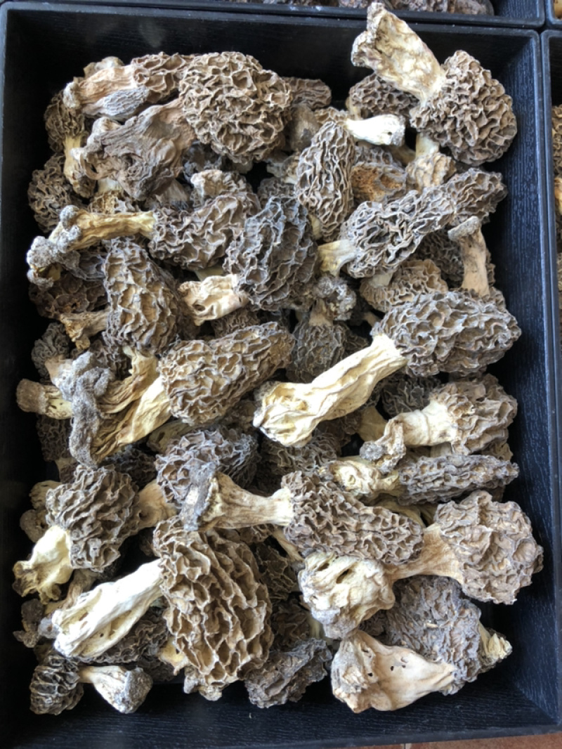承德野生羊肚菌，自然凉干，手工挑拣。