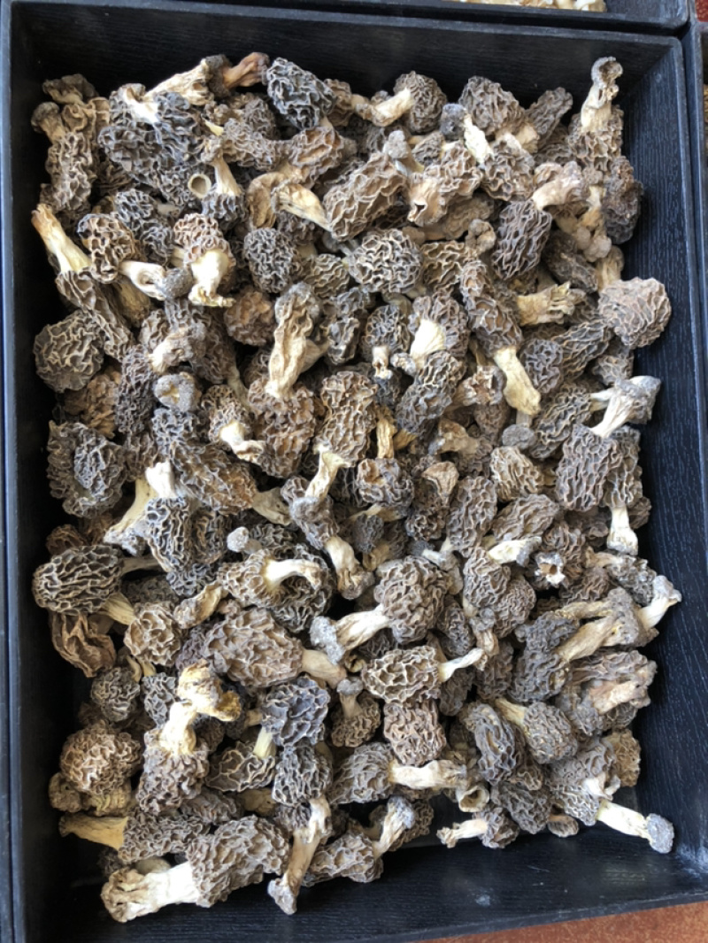 承德野生羊肚菌，自然凉干，手工挑拣。