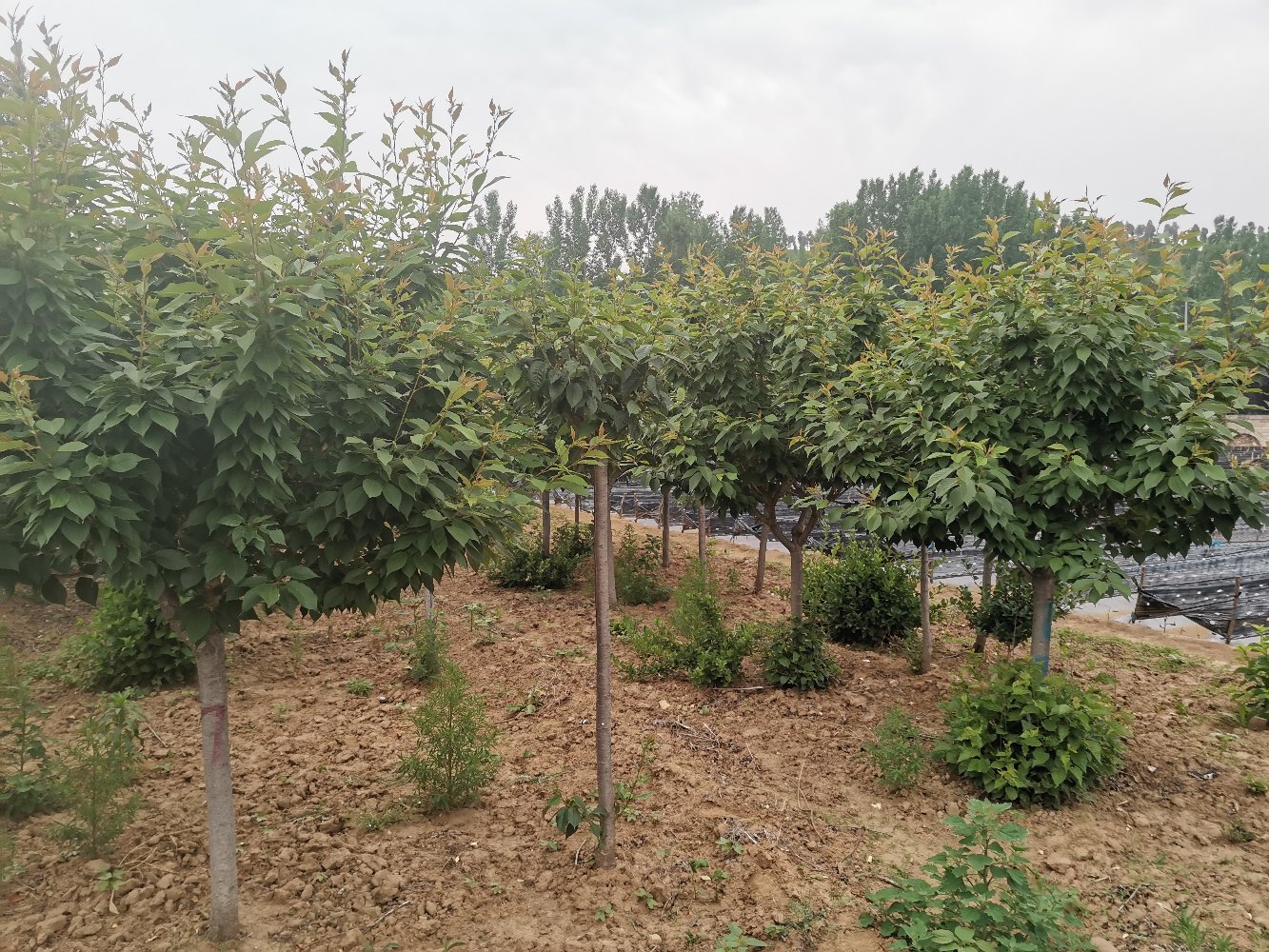 一座现代化甜樱桃园中,树冠上方架设有银灰色遮阳网,配套安装了高压微喷系统,地面铺设反光膜,整体布局整齐,体现精细化管理 果园遮阳网与喷雾系统实景布置图