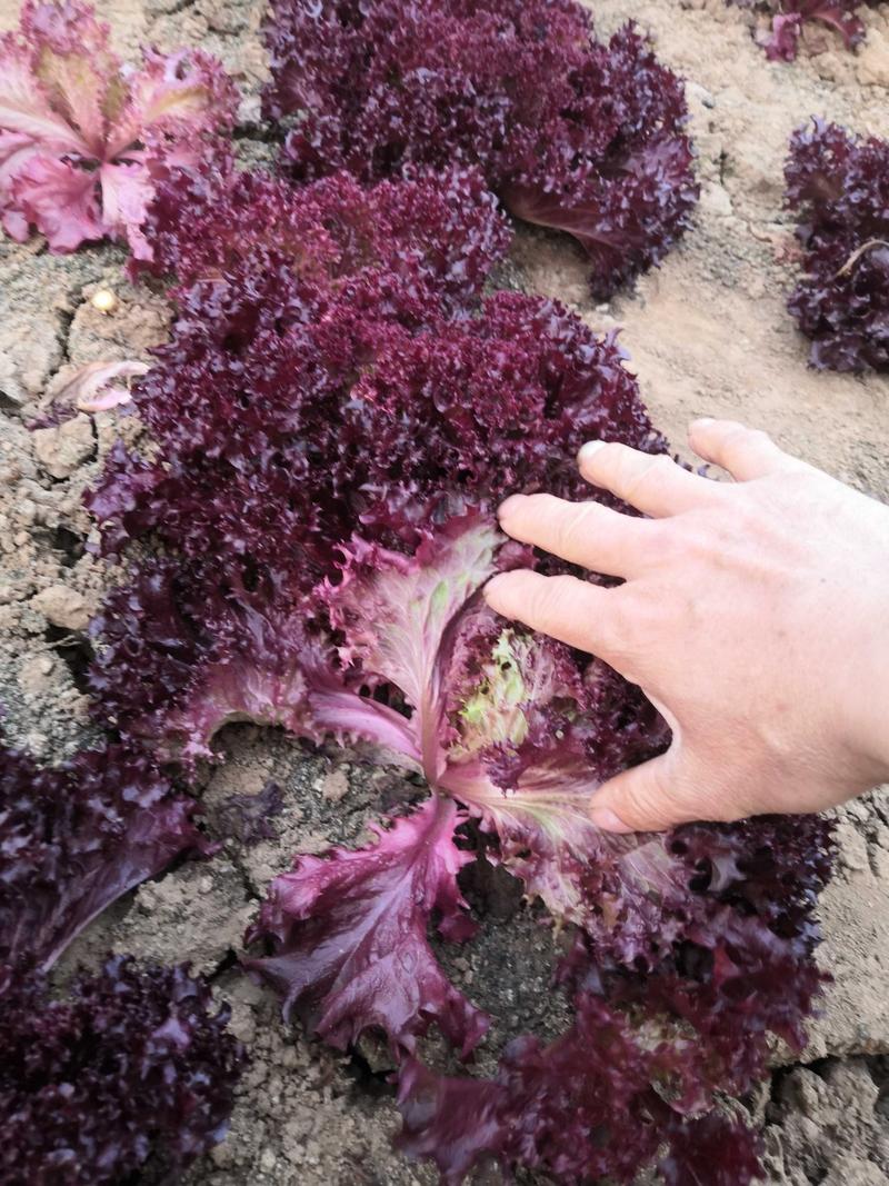 紫叶生菜紫色食材酒店新品美色美食基地种植全国直发