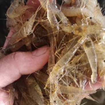 河虾青虾河虾青虾河虾青虾
