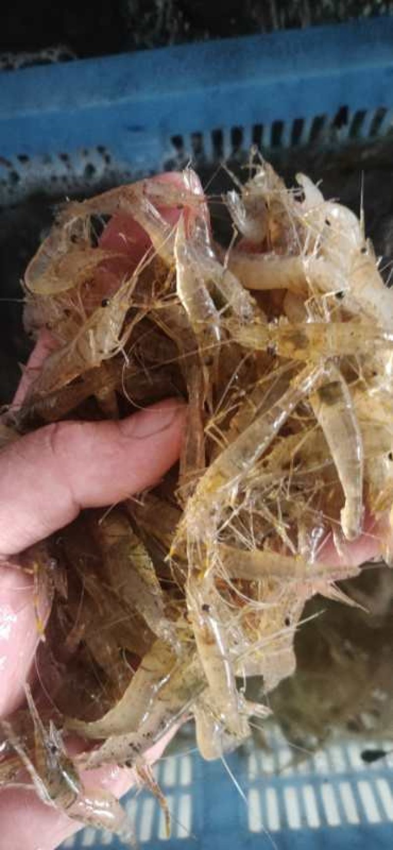 河虾青虾河虾青虾河虾青虾