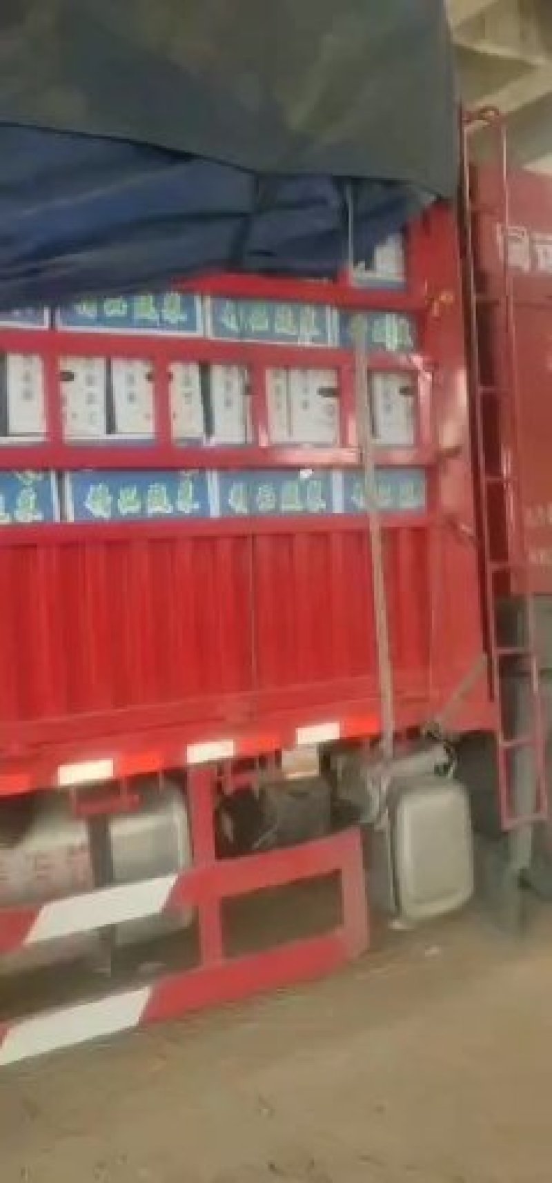 （精品甘蓝）晋中甘蓝，视频看货，产地直销