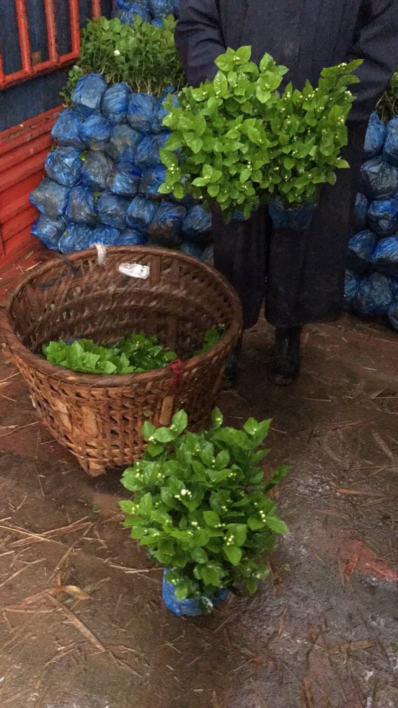 苿莉花，栀子花大量有货有需要的老板速速联系我哟