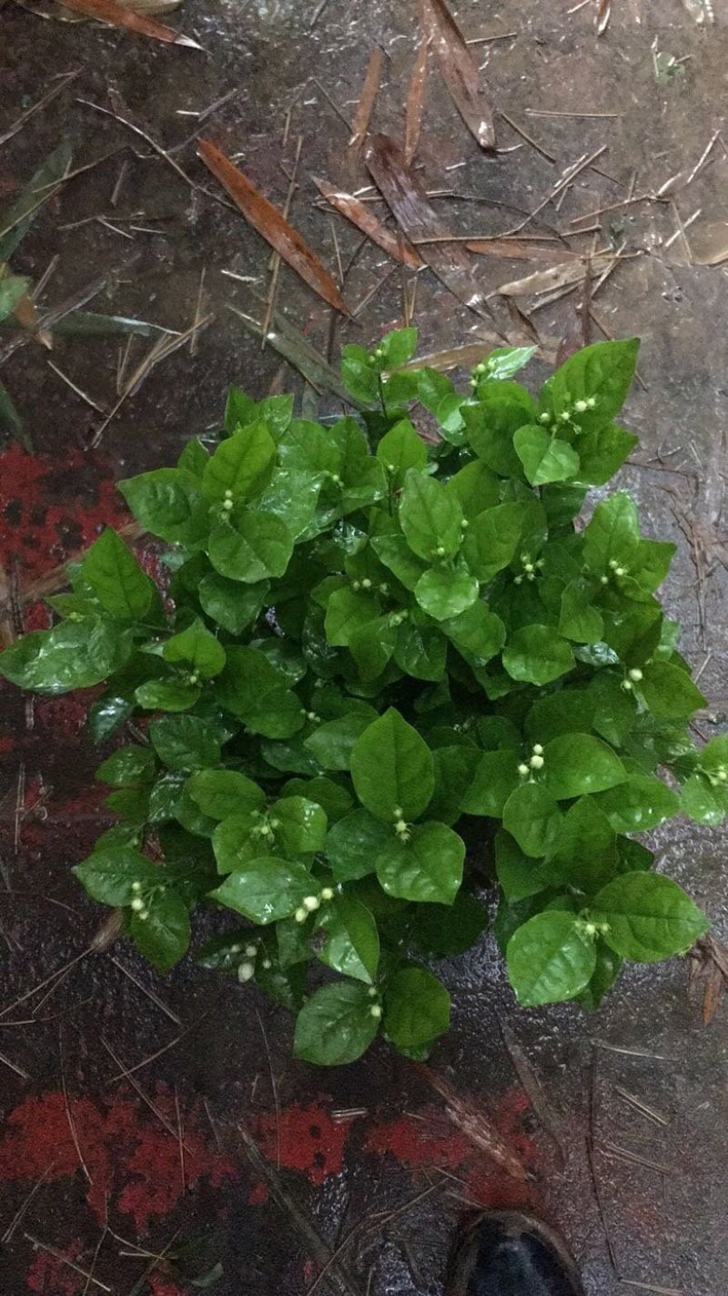 苿莉花，栀子花大量有货有需要的老板速速联系我哟