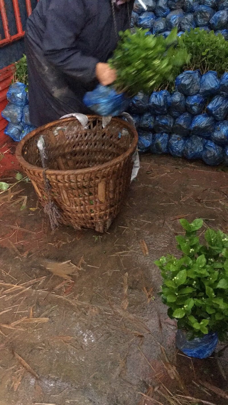 苿莉花，栀子花大量有货有需要的老板速速联系我哟