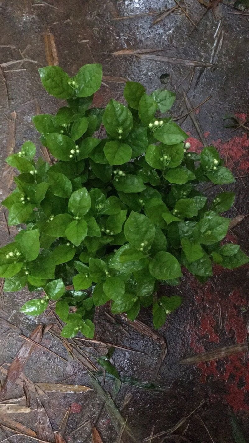 苿莉花，栀子花大量有货有需要的老板速速联系我哟