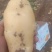 荷兰十五，希森，中暑精品3两以上基地直供货源充足