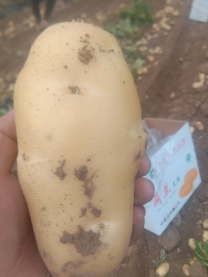 荷兰十五，希森，中暑精品3两以上基地直供货源充足