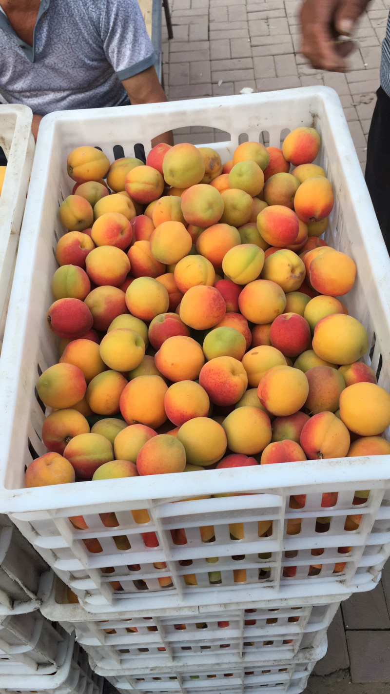 金太阳杏