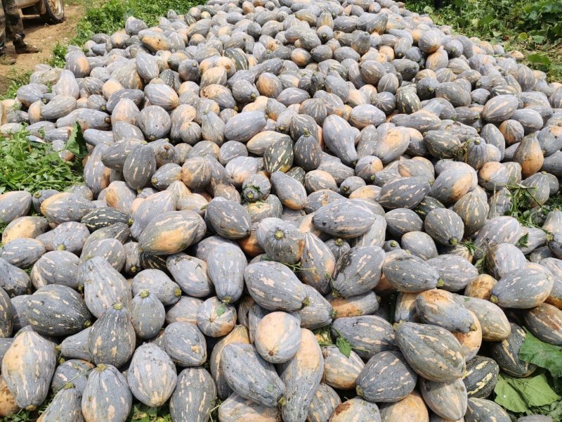香芋南瓜，浓香型，个头均匀，老度好，适合商超电商平台