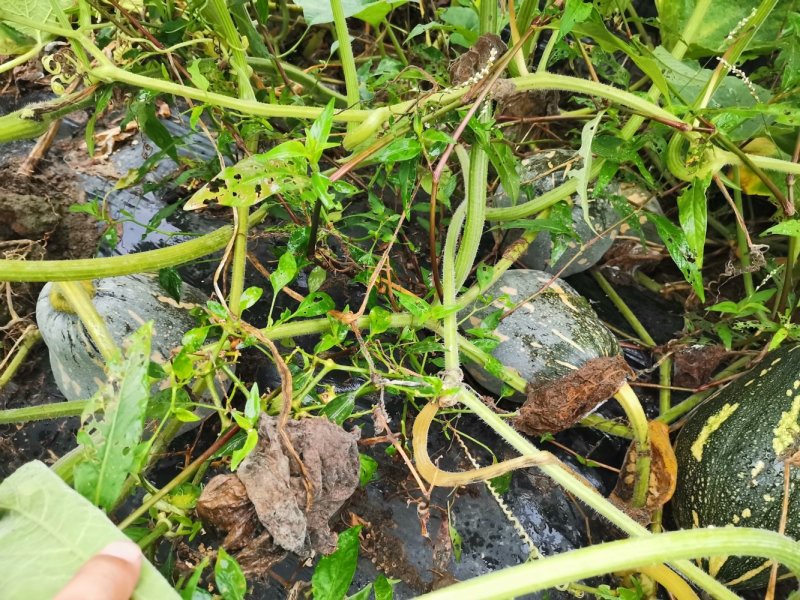 香芋南瓜，浓香型，个头均匀，老度好，适合商超电商平台