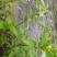 贵州毕节古夜郎野生中药材辣蓼草野辣子草野生全草