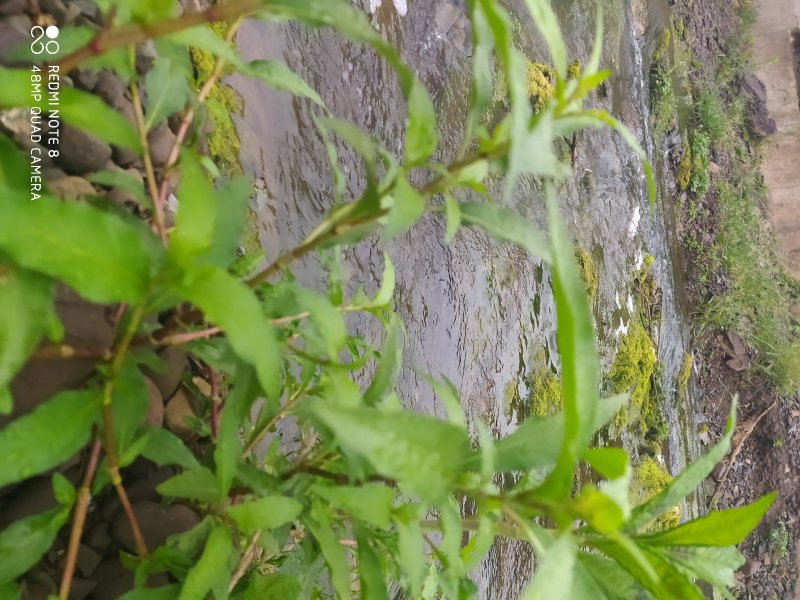 贵州毕节古夜郎野生中药材辣蓼草野辣子草野生全草