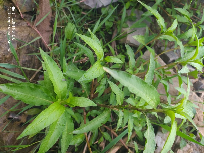 贵州毕节古夜郎野生中药材辣蓼草野辣子草野生全草