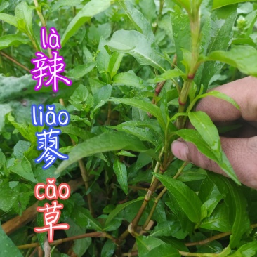 贵州毕节古夜郎野生中药材辣蓼草野辣子草野生全草
