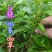贵州毕节古夜郎野生中药材辣蓼草野辣子草野生全草