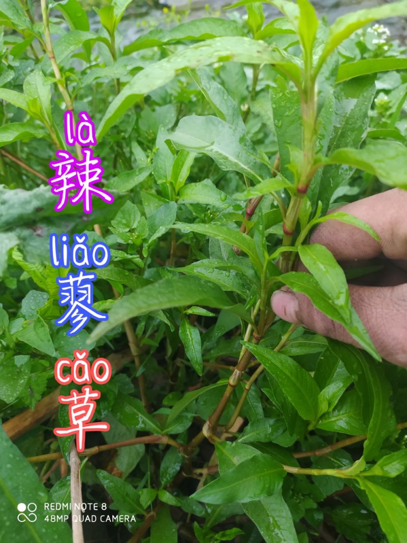贵州毕节古夜郎野生中药材辣蓼草野辣子草野生全草
