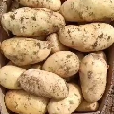新土豆