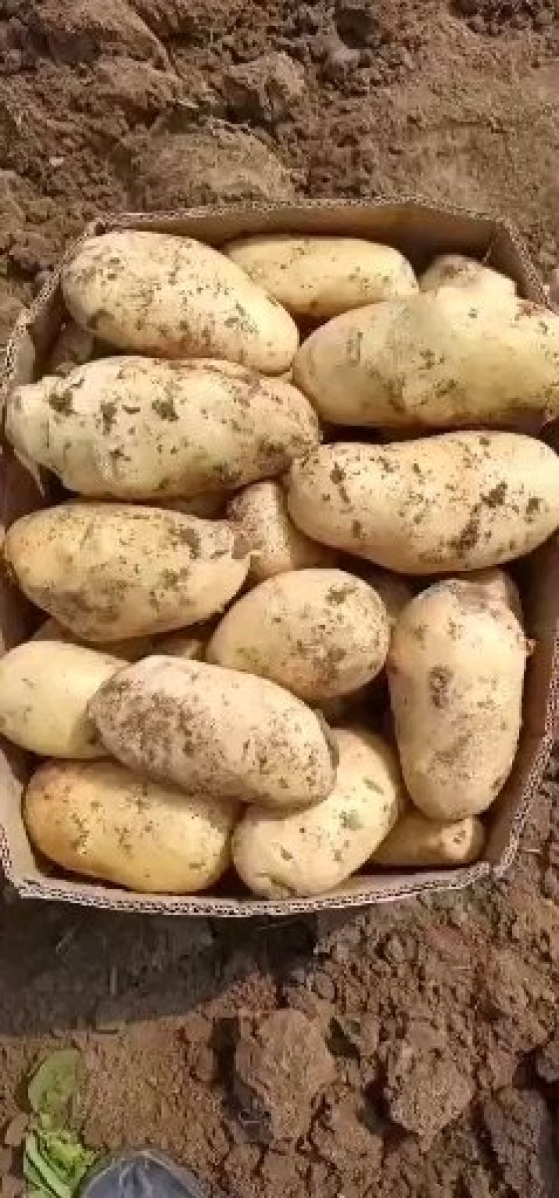 新土豆
