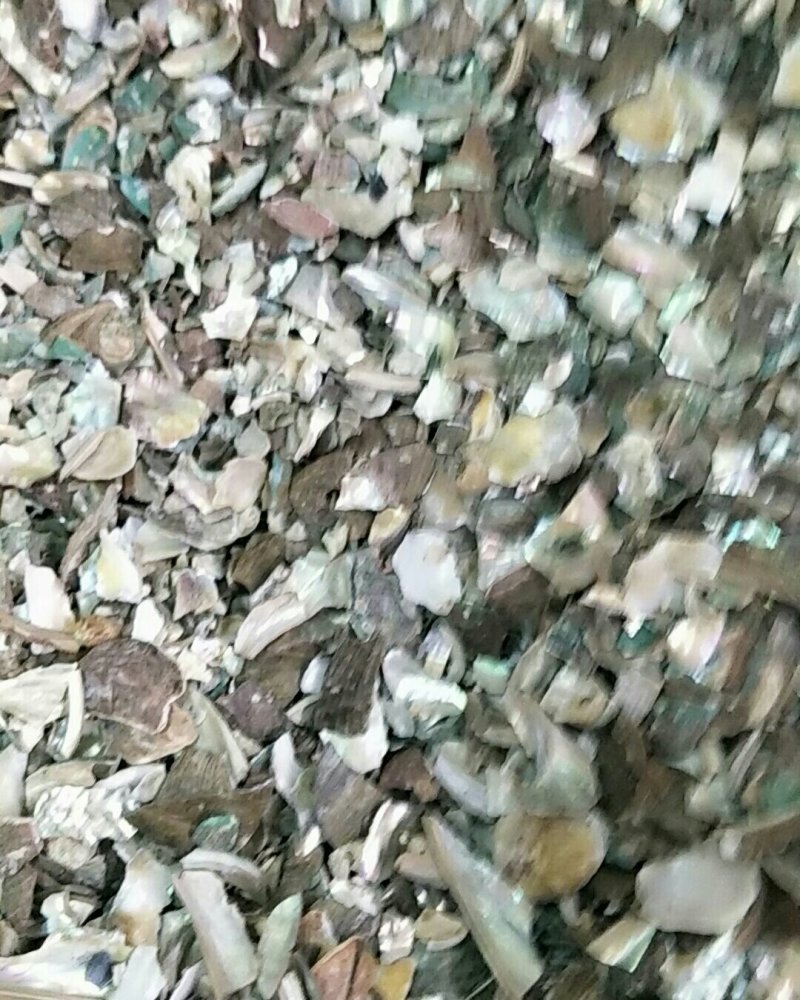 石决明，常年批发供应冷背中药材，石决明